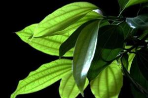 平安樹葉子下垂怎么辦，做好排水工作處理爛根