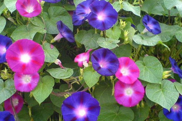 牽?；ǘ炜梢圆シN嗎