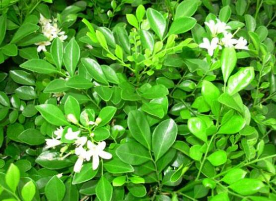 七里香和九里香的區(qū)別，教你三種區(qū)別方法(形態(tài)/生長/作用)