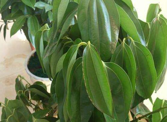 平安樹(shù)葉子發(fā)黃掉落怎么辦，教你四種解決辦法快速恢復(fù)生機(jī)