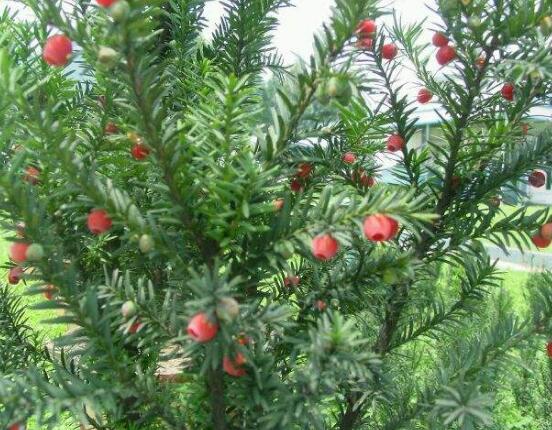 紅豆杉怎么換盆，三個簡單方法教你輕松學(xué)會