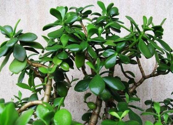 玉樹花盆景圖片大全，每個(gè)盆景都玉樹臨風(fēng)、多姿多彩