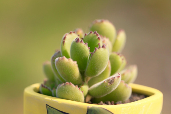 熊童子怎么養(yǎng)