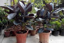 橡皮樹冬天養(yǎng)護方法，注意通風、保溫最關(guān)鍵（溫度不得低于5℃）