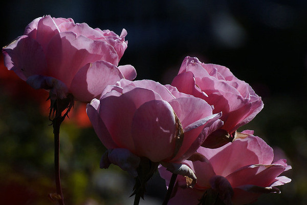 玫瑰花怎么養(yǎng)才不會(huì)枯萎