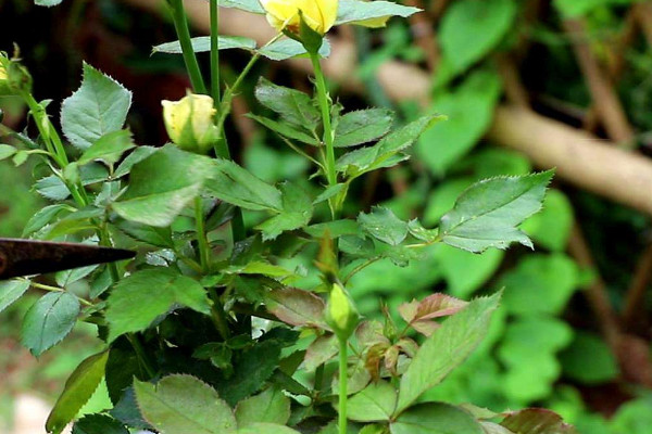 月季光長(zhǎng)葉子不開(kāi)花怎么回事
