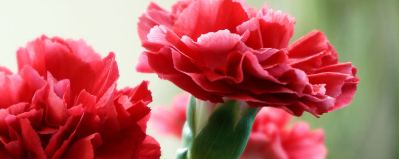 康乃馨花期過(guò)后怎么澆水