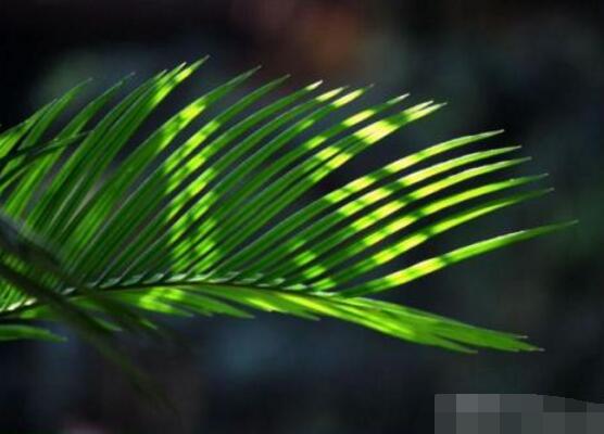 鐵樹怎么澆水，鐵樹澆水方法