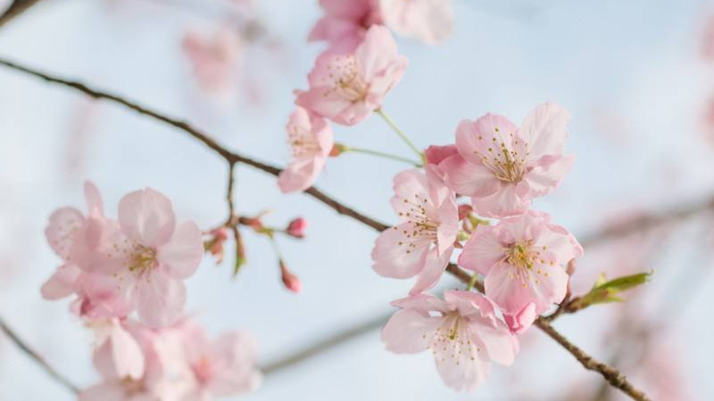 櫻花什么季節(jié)開