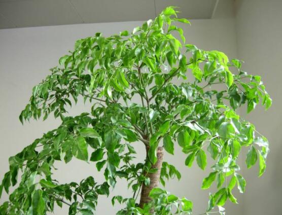 幸福樹不長葉子怎么辦，做好這四點(diǎn)可生長的茂盛碧綠