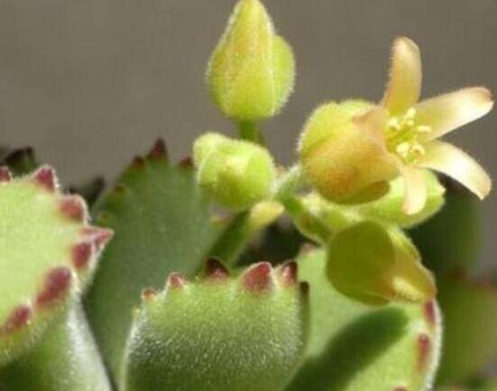 熊童子多久開花，每年7-9月間含苞盛放(夏末秋初)