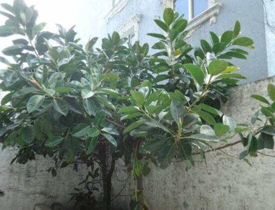 橡皮樹的扦插方法，做好四大步驟成活率百分百