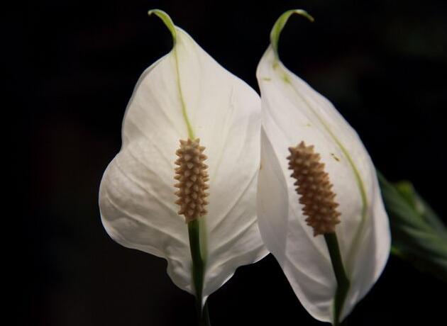 水培一帆風順的養(yǎng)殖方法，水質的要求最重要