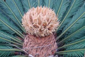 鐵樹開花什么意思，鐵樹的寓意象征著吉祥如意