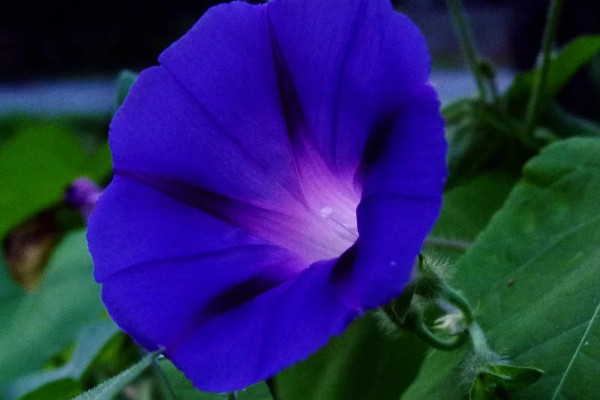 牽?；槭裁礇]開花就焉了