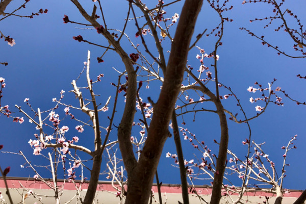 桃樹修剪技術(shù)