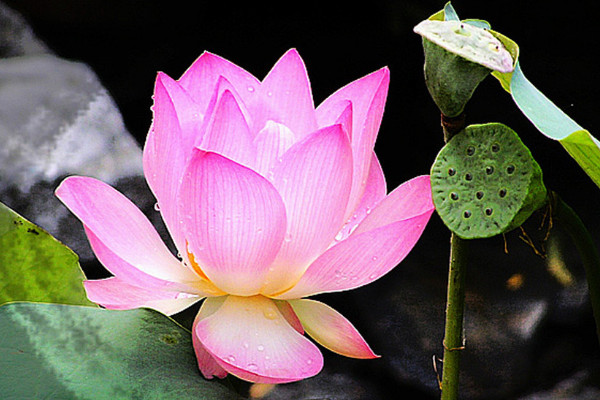 荷花盛開(kāi)需要多少天