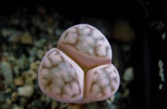 生石花怎么水培，教你四個(gè)基本步驟快速水培生根