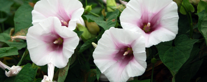 牽?；ㄅ柙匀菀组_花嗎