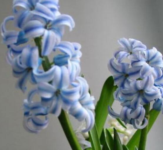 風(fēng)信子葉子太長立不住是怎么回事，教你常見三種原因以及解決方法