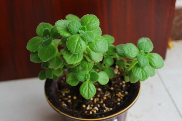 碰碰香夏天怎么澆水，保持土壤處于干燥的狀態(tài)