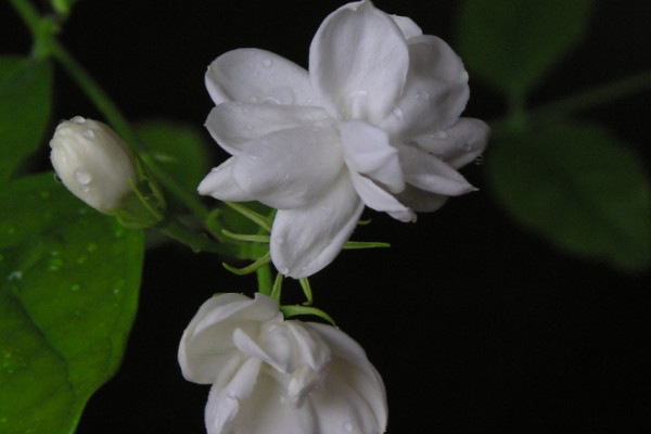 茉莉花的養(yǎng)護(hù)注意事項(xiàng)