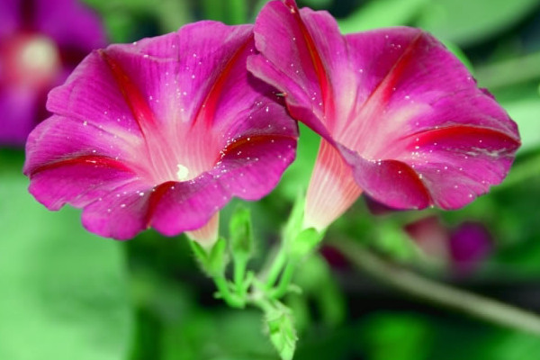 牽?；ǚN子怎么水培