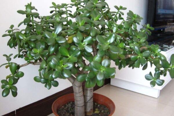 玉樹怎樣打頂和摘心