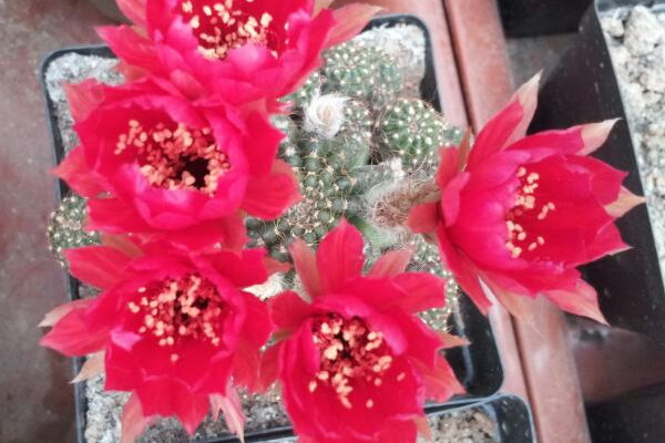 黃仙玉仙人球怎么養(yǎng)