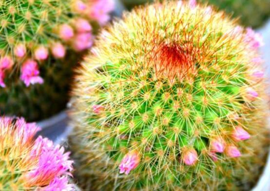 家里放仙人球是吉是兇，化解煞氣、安居樂業(yè)(吉兆)