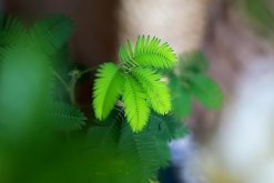 含羞草觸碰有毒嗎，導(dǎo)致人體脫發(fā)、孕婦流產(chǎn)