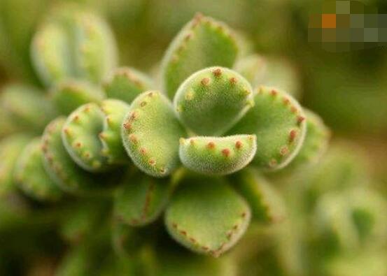 熊童子用什么土，腐葉土、園土、沙土最為合適