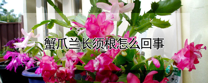 蟹爪蘭長(zhǎng)須根怎么回事