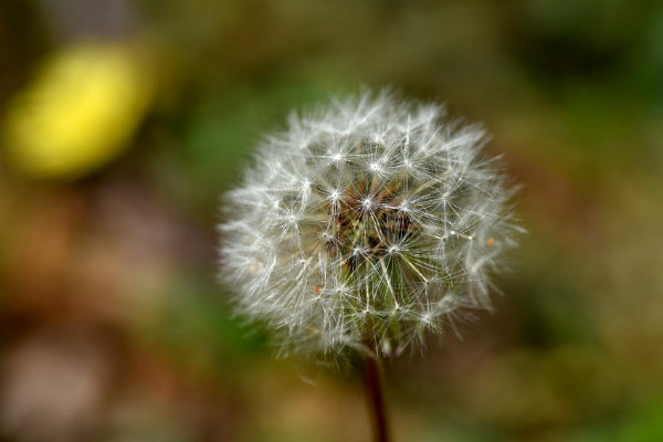 蒲公英種子何時(shí)種