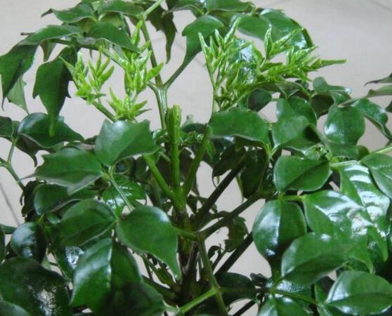 幸福樹病蟲害，盤點(diǎn)最常見的四種病蟲害防治大全