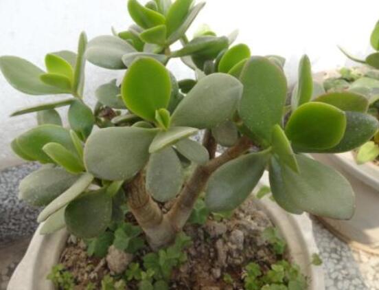 燕子掌葉片發(fā)軟怎么辦，多半是澆水和盆土不當(dāng)導(dǎo)致