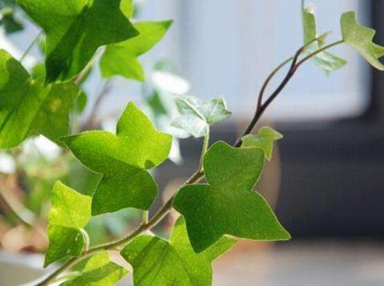 常春藤用淺盆還是深盆，深、淺盆都合適