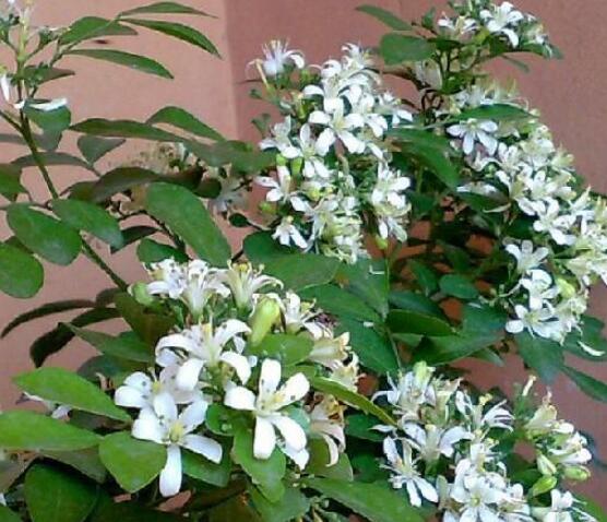 九里香的養(yǎng)殖方法和注意事項，老農(nóng)總結(jié)出七大養(yǎng)殖基本方法