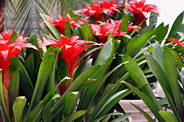 鴻運當頭怎么養(yǎng)才開花