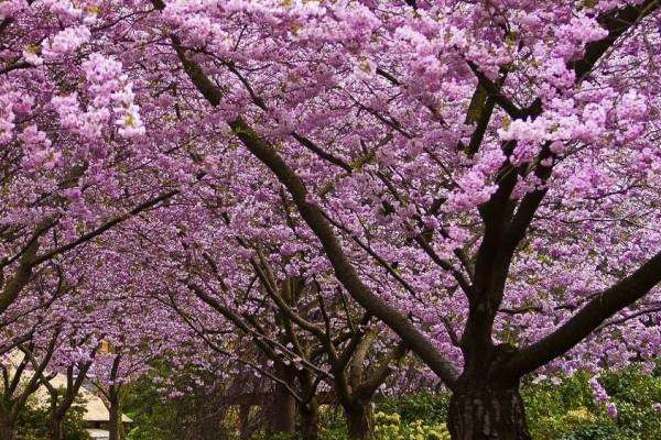 櫻花樹(shù)怎樣培育幼苗