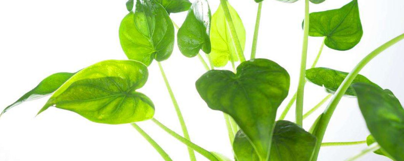 滴水觀(guān)音不長(zhǎng)新葉