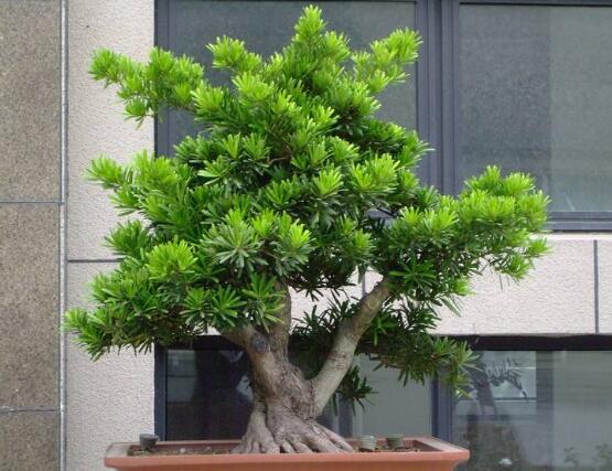 羅漢松品種，盤點(diǎn)羅漢松最珍貴的五大品種