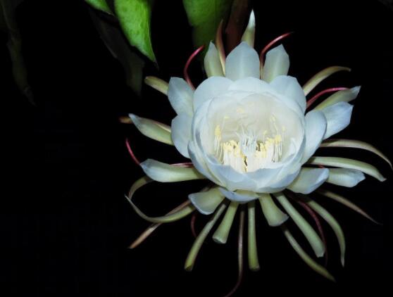 曇花什么時候葉插，以春季為主/擇兩年生健康老葉