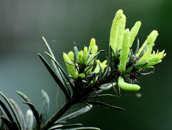 羅漢松品種，盤點羅漢松最珍貴的五大品種