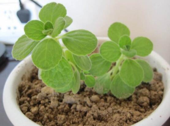 碰碰香的繁殖與養(yǎng)護(hù)，扦插繁殖存活率最高/肥水光照充足