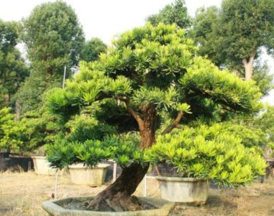 羅漢松盆景修剪技巧，教你三種修剪方法(疏剪/短剪/縮剪)