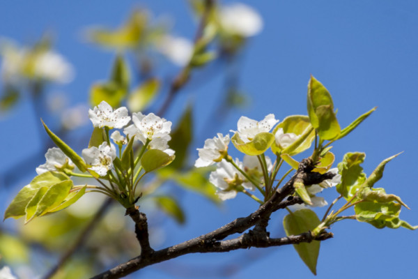 櫻花種子怎么催芽，沙藏法/高溫浸泡/冷藏法