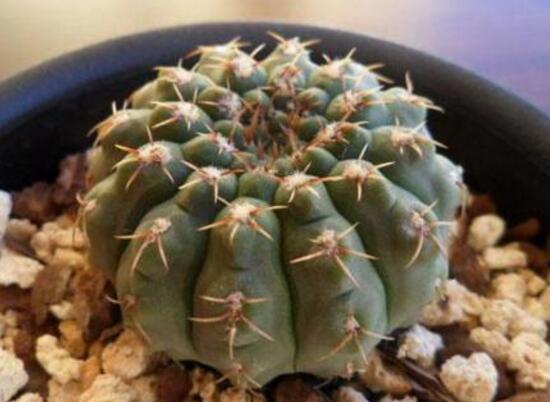 仙人球怎么繁殖，仙人球的扦插方法
