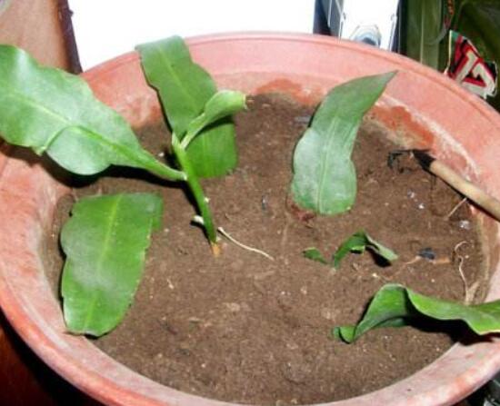 曇花什么時候葉插，以春季為主/擇兩年生健康老葉