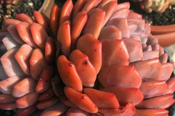 怎么能讓橙夢(mèng)露長(zhǎng)胖